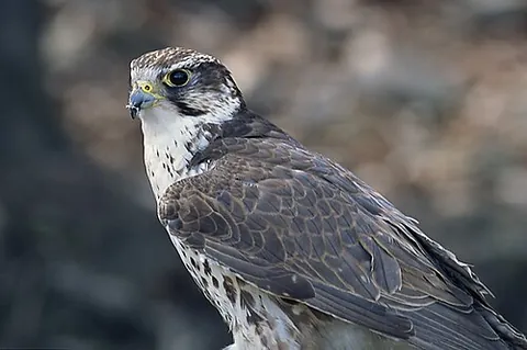 saker: a falcon (Falco cherrug) native of Southern Europe and Asia