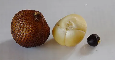 salak: any salak palm (Salacca zalacca), native to Indonesia; also called