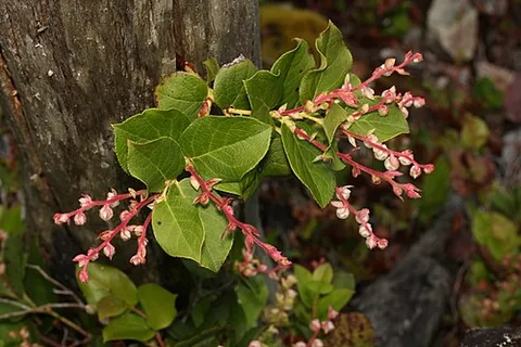 salal: a leathery-leaved North American shrub, Gaultheria shallon, with edible sepals and leaves
