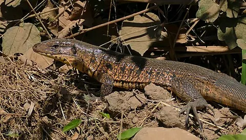 salipenter: a tegu lizard (genus Tupinambis), especially the gold tegu (Tupinambis teguixin)
