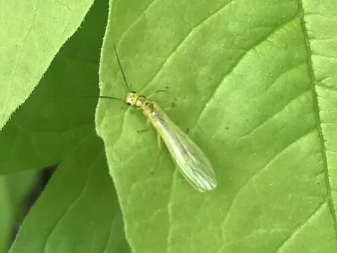 sallfly: any of various stoneflies