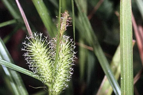 sallow sedge: carex lurida (in Carex subg. Carex), native to eastern North America