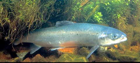 salmon: one of several species of fish, typically of the Salmoninae subfamily, brownish above with silvery...