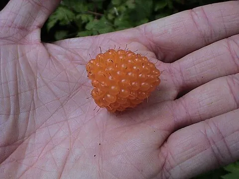 salmonberry: a bush, Rubus spectabilis, found on the Pacific coast of North America