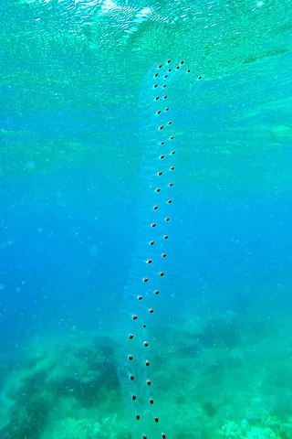 salp: any of the free-swimming tunicates of the order Salpida and its single family Salpidae