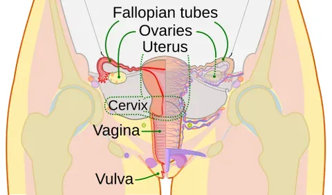 salpingectomy: the surgical removal of one or both fallopian tubes, usually performed to treat conditions such as...