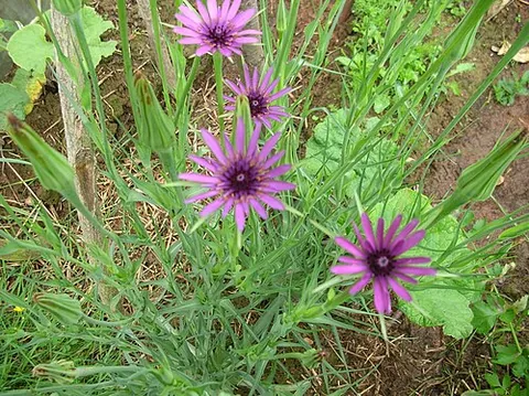 salsify: any of several flowering plants, of the genus Tragopogon, most of which have purple flowers