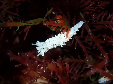 salt-and-pepper doris: a species of nudibranch sea slug, Aegires albopunctatus, having a mostly white body with small...