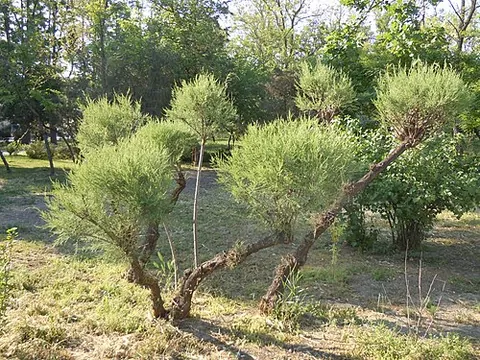 salt cedar: the tamarisk, a plant of genus Tamarix