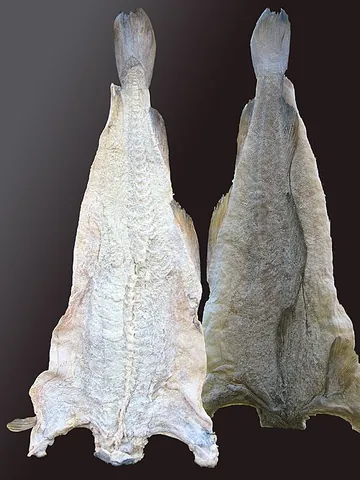 salt cod: cod, especially [Atlantic] cod, that has been caught and salted
