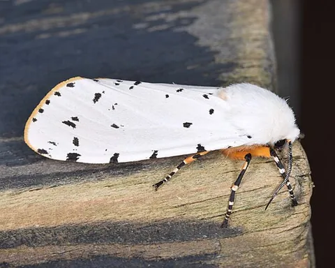 salt marsh moth: estigmene acrea, a fairly common North American tiger moth whose wings are white with black dots