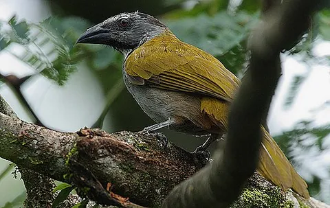 saltator: one of several passerine birds in the genus Saltator