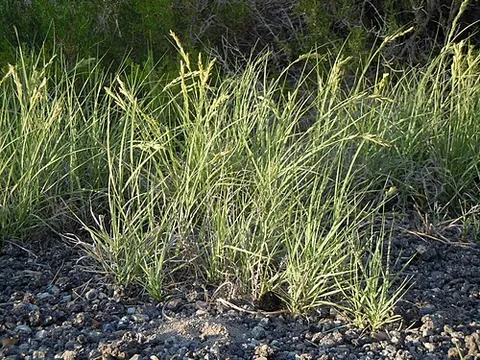saltgrass: american grass of species Distichlis spicata, that can tolerate alkali and salty conditions