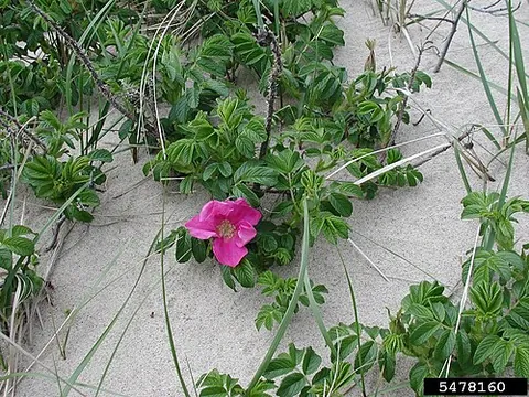 saltspray rose: a plant of the rose species Rosa rugosa