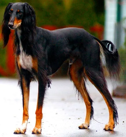 saluki: an ancient sighthound breed of dog with a silky coat originating in the Middle East, once sacred to...
