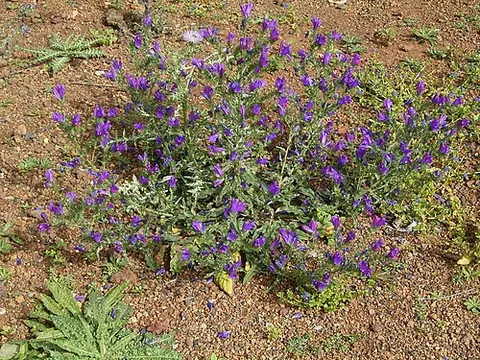 salvation jane: the plant Echium plantagineum