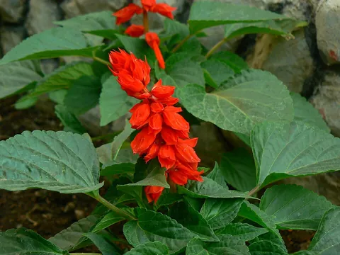 salvia: a plant in the genus Salvia, such as sage
