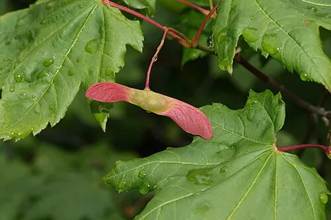 samara: the winged indehiscent fruit of trees such as the ash, elm or maple