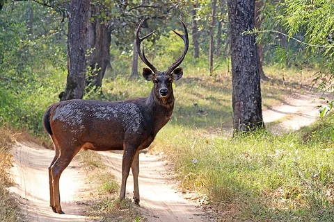 sambar: a Southeast Asian deer (Rusa unicolor)