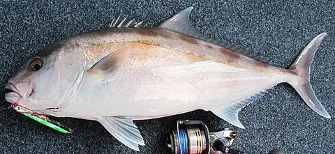 samson fish: an Australian kingfish (Seriola hippos)