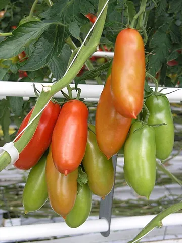 san marzano: a long, thin variety of plum tomato originating in Campania, Italy
