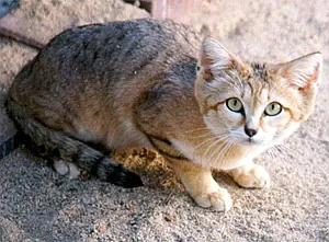 sand cat: a small wild cat, Felis margarita, distributed over African and Asian deserts