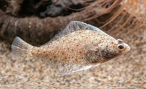 sand dab: any of various small flatfish of the genus Citharichthys native to the Pacific coast of the Americas