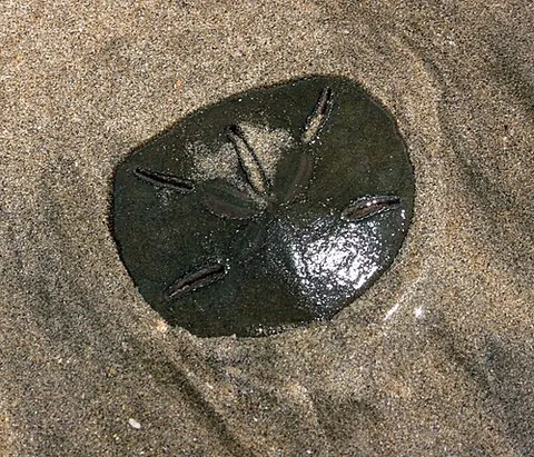 sand dollar: any echinoderm of the order Clypeasteroida, having a flat, disk-shaped body with the mouth in a...