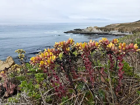 sand lettuce: a plant of the species Dudleya caespitosa, succulent perennials native to California