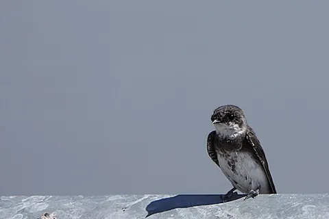 sand martin: a migratory passerine bird of the swallow family, Riparia riparia