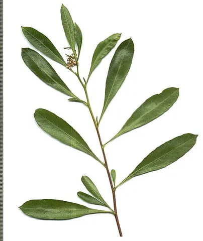 sand olive: a shrub ranging from South Africa to New Zealand, Dodonaea angustifolia or Dodonaea thunbergii