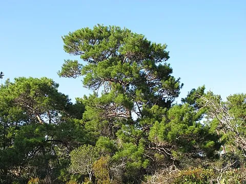 sand pine: any pine of the species Pinus clausa, endemic to the American South