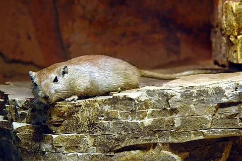 sand rat: any of the rodents in the genus Psammomys, related to gerbils