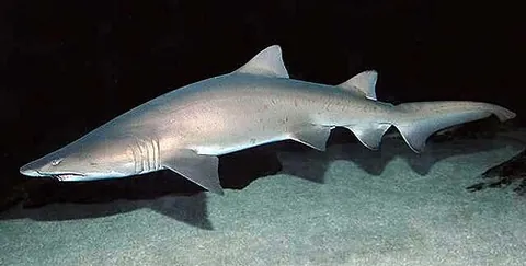 sand tiger shark: a shark of species Carcharias taurus, of temperate and subtropical continental shelves worldwide
