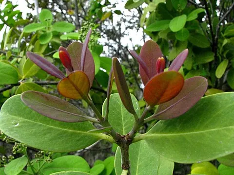 sandalwood: any of various tropical trees of the genus Santalum, native or long naturalized in India,...