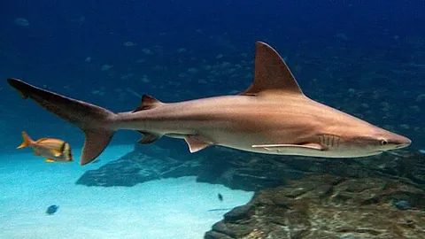 sandbar shark: a requiem shark of species Carcharhinus plumbeus, native to the Atlantic Ocean and the...