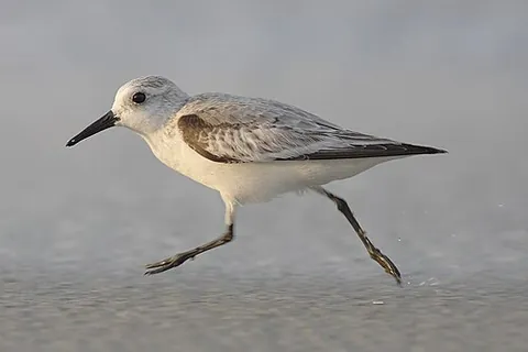 sanderling: a small wading bird, of species Calidris alba, that breeds in the Arctic and winters on sandy...