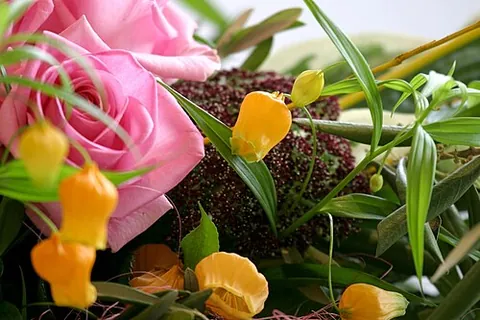 sandersonia: a plant of the genus Sandersonia, with yellow or orange flowers, Sandersonia aurantiaca