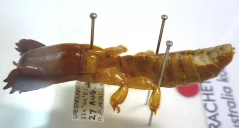sandgroper: an inhabitant of Western Australia