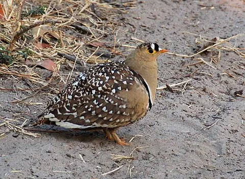 sandgrouse: any of several species of birds of the family Pteroclidae in the order Pterocliformes