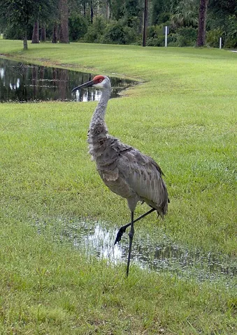 sandhill crane: a crane native to North America and parts of Siberia (Antigone canadensis, syn. Grus canadensis)