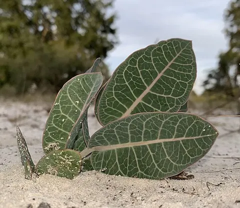 sandhill milkweed: a flowering plant of species Asclepias humistrata, native to the southeastern United States