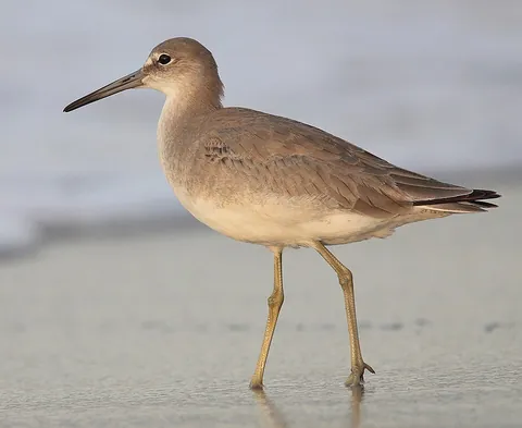 sandpiper: any of various small waders of the family Scolopacidae