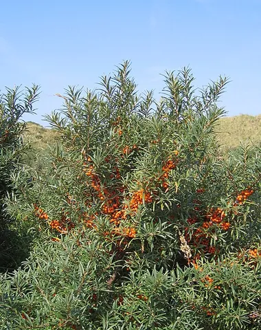 sandthorn: a species of sea buckthorn (Hippophae rhamnoides), found from western Europe to northwestern China
