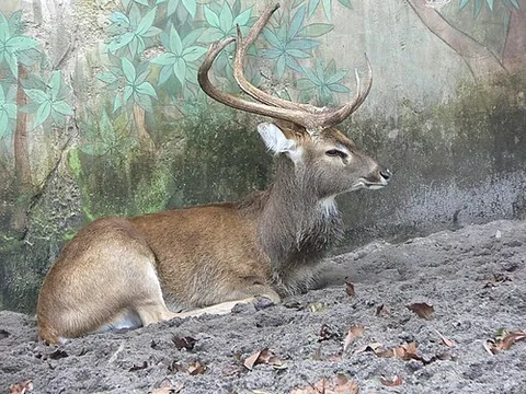 sangai: a endemic member of a subspecies of brow-antlered deer (Eld's deer) naturally found only in Manipur...
