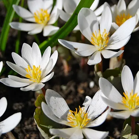 sanguinaria: any of the genus Sanguinaria, or bloodroots
