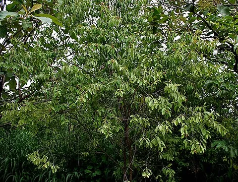 santalum: any of the genus Santalum of trees with entire opposite leaves and small apetalous flowers