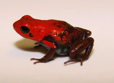santander poison frog: ranitomeya virolinensis, a species of poison dart frog only found in two departments of Colombia