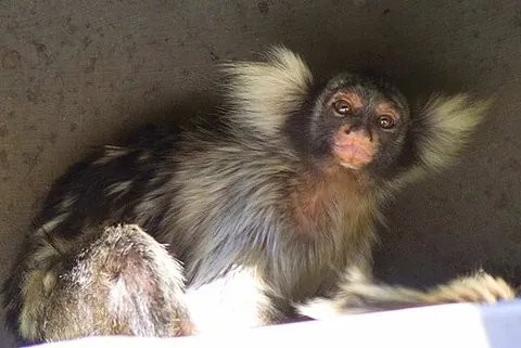 santarem marmoset: mico humeralifer, a species of marmoset found in Brazil