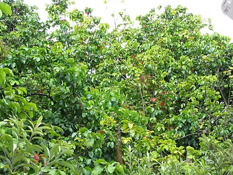 santol: a tropical Asian tree (Sandoricum koetjape)